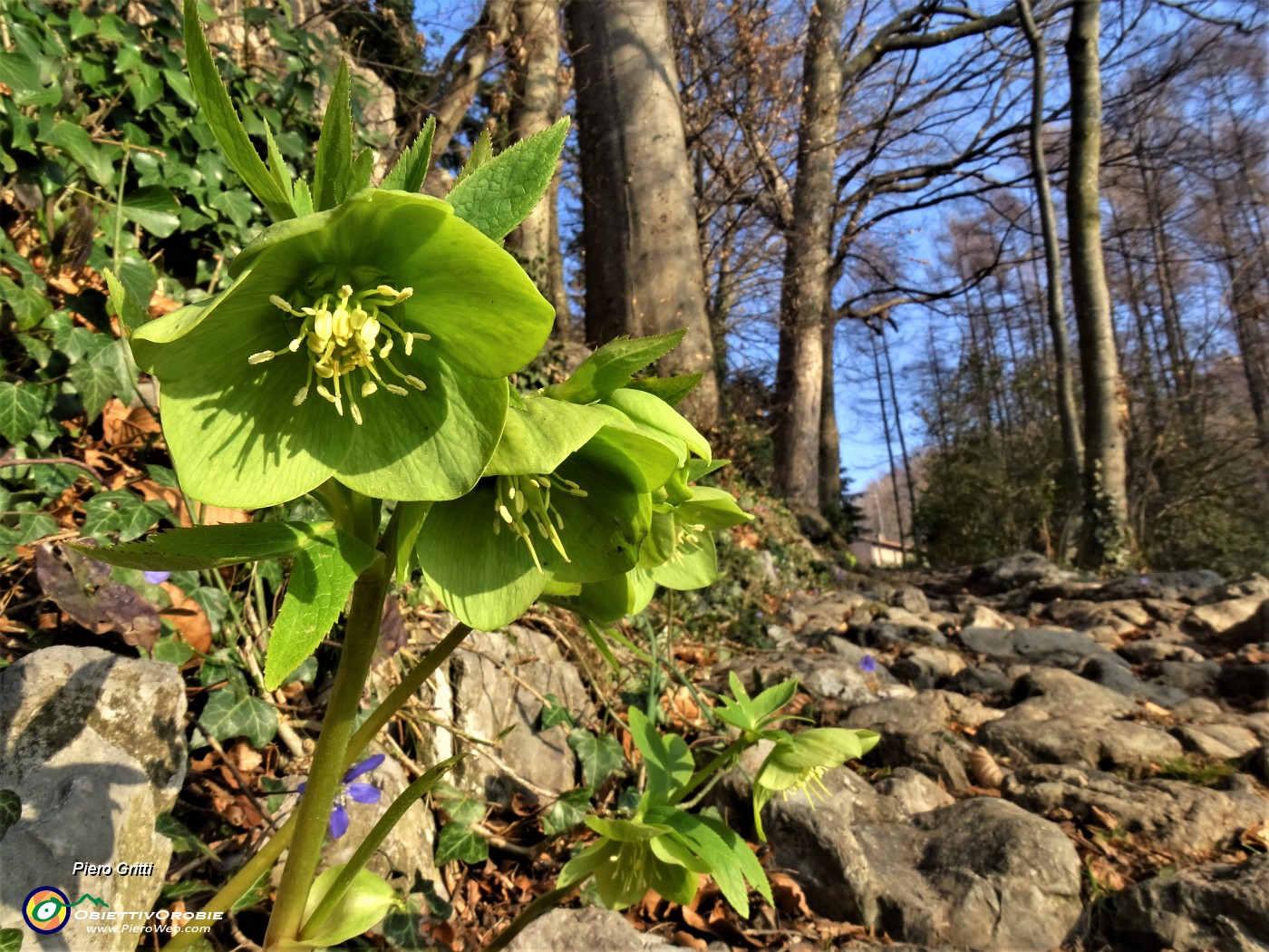 14 Festa di fiori sui sentieri al Monte Zucco -Helleborus viridis (Elleboro verde).JPG